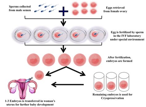 IVF siblings comparing embryo freezer addresses