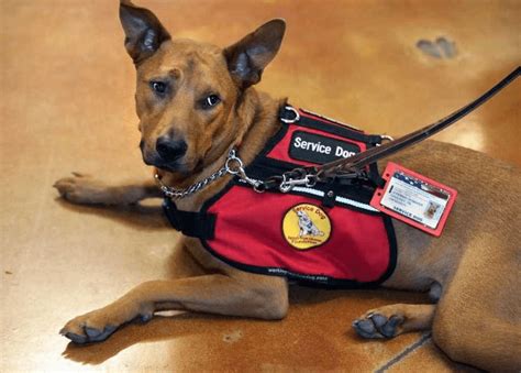 Deaf couple’s sunrise alarm service dog nose nudges