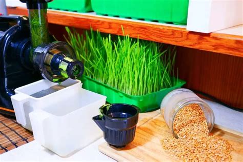 Wheatgrass sprouting from grout in unintended kitchen farm