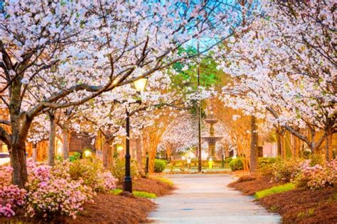 Hospice bed angled to catch final cherry blossoms