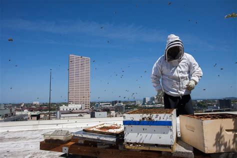 Rooftop beekeeper vs. drone pesticide lawsuits